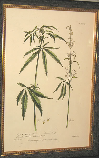 SOLD   Botanical Print of Cannabis